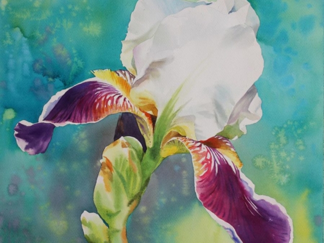 Iris solitario, 35x40, acquerello su carta, 2014